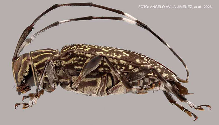 Madre de Dios: descubren nuevo género de escarabajo y otras nueve especies desconocidas